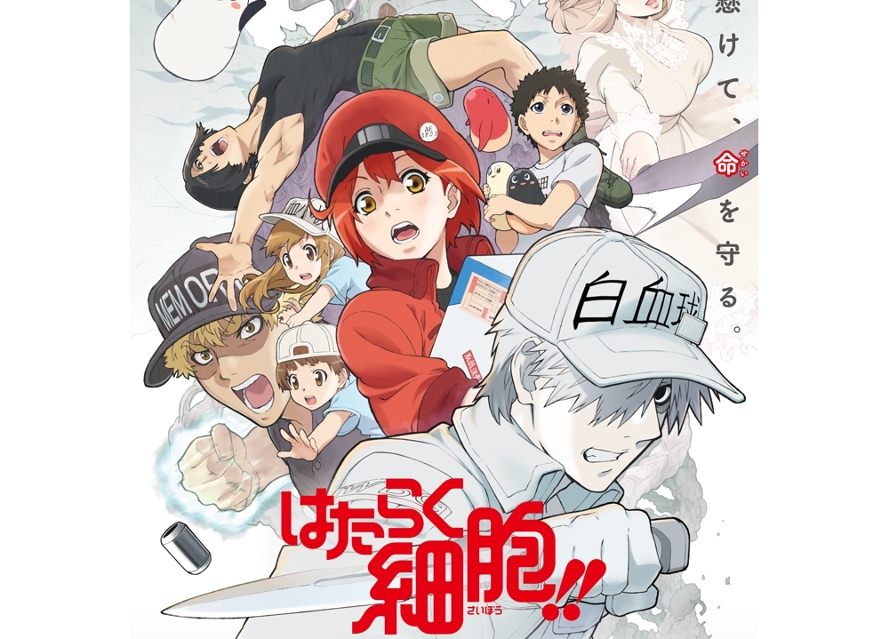 TVアニメ第2期『はたらく細胞!!』2021年1月放送決定!