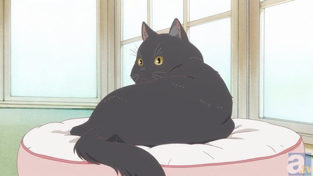 新海誠氏の自主制作『彼女と彼女の猫』がTVアニメ化!?  アニメイト 