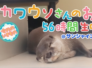 『けものフレンズ』と『今月のいきもの』のコラボが決定! 2頭のコツメカワウソの様子を56時間生中継!