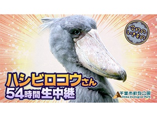『けものフレンズ』でおなじみ“ハシビロコウ”の様子をニコニコ生放送で54時間生中継! 小野早稀さんら『けもフレ』声優陣が動物と触れ合うコーナーも