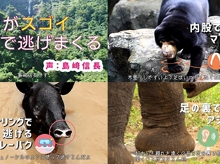 島﨑信長さんがゾウやバクを熱演!? トヨタ自動車WEB限定動画「動物がスゴイ方法で逃げまくる」が公開!