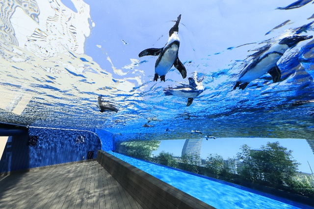 ▲「天空のペンギン水槽」